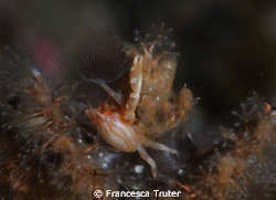 Perched on top of a sea pen at Nudi Falls, Lembeh. by Francesca Truter 